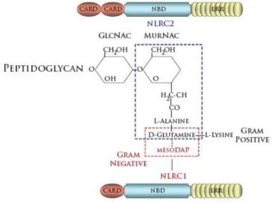 Figure 1.7 - Structure of peptidoglycan derivatives recognized by NLRC1 and NLRC2 