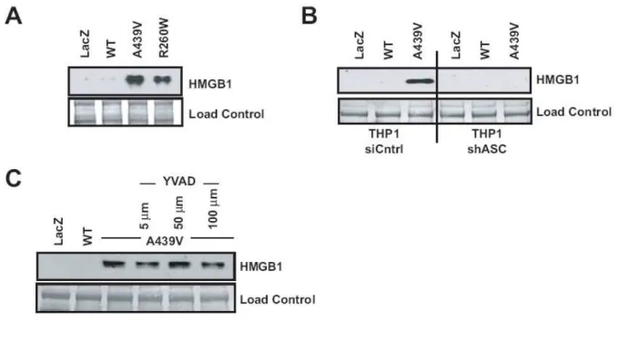 Figure 2.4 - HMGB1 is released from THP-1 cells following expression of disease- disease-associated CIAS1 mutants