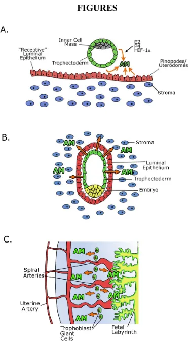 Figure 1-1. Adrenomedullin expression during pregnancy 