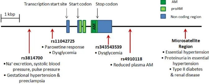 Figure 1-2. Clinically-relevant adrenomedullin (AM) polymorphisms 