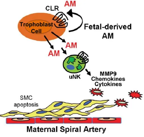 Figure 2-3. Model of fetal-derived AM action at the maternal-fetal interface 