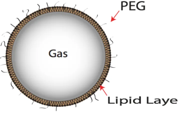 Figure 1.1: Microbubbles are composed of a gas core and stabilizing shell, such as a lipid layer