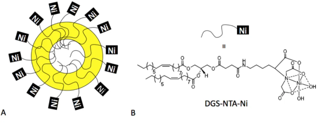 Figure 4.1: (A)DGS-NTA-Ni was incorporated in the shell of BTM nanocapsules.