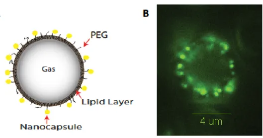 Figure 4.4: (A) A cartoon illustration of proposed loading of nanocapsules onto the shell of the microbubble
