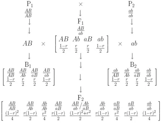 Figure 1.1: The breeding process of experimental populations and their recombination rate information, Zeng (2000).