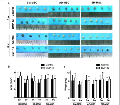 Figure 6 Properties of the implanted Ad-BMP-12 infected cell masses. a MSCs were initially treated with Ad-BMP-12 for 1 day and were then sub-cutaneously injected into the nude mice for 3 or 6 weeks