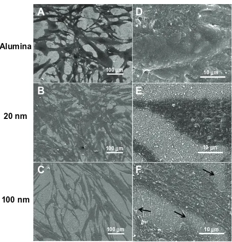 Figure 5 Scanning electron microscopic images of mesenchymal stem cells on smooth alumina or nanoporous alumina substrates with different pore sizes after incubation for 4 days: smooth alumina (A and D), 20 nm pores (B and E), and 100 nm pores (C and F)