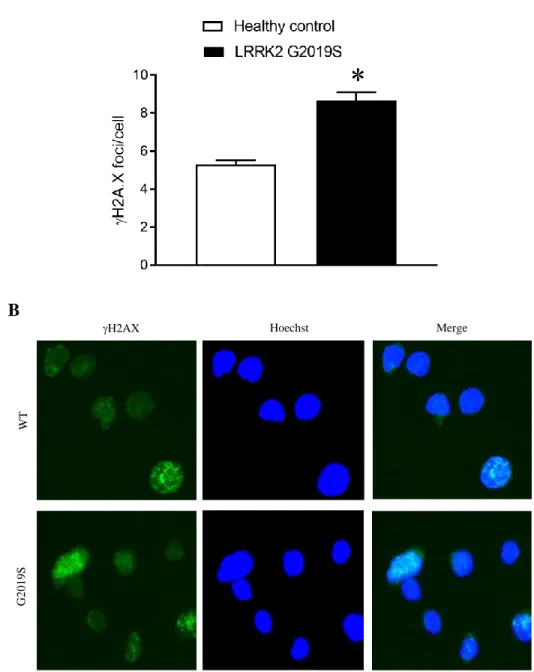 Figure  2.  Baseline  H2AX    phosphorylation  in  healthy  control  and  LRRK2  G2019S  cell  lines