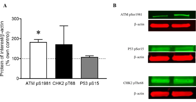 Figure 3. ATM pS1981, CHK2 pT68, and P53 pS15 phosphorylation in LRRK2 G2019S cell lines  normalized  to  -actin