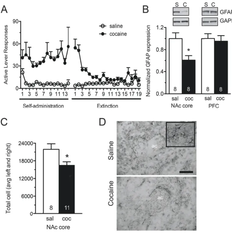 Figure 1. GFAP expression is reduced in NAcore astrocytes following cocaine self-administration  and extinction
