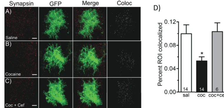 Figure 4. 3D Colocalization analysis of synapsin I with astroglial membrane localized GFP in  NAcore astrocytes following cocaine exposure