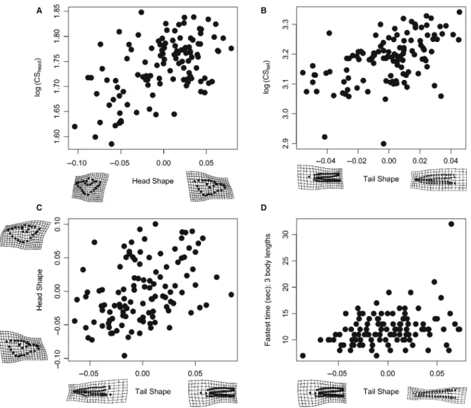 Figure 2. Two-block partial least squares (2B PLS) projections of shape values for correlation analyses using shape.