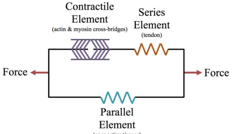 Figure 4: Schematic diagram of the 3-Element Hill model of muscle contraction, containing a contractile element, series element, and parallel element modeling actin and myosin  cross-bridges, tendons, and connective tissues, respectively.