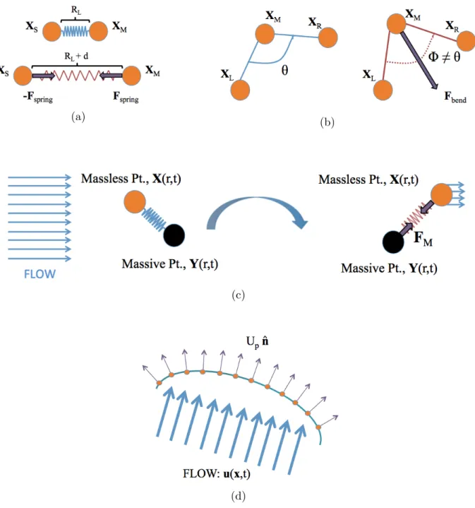 Figure 2: Illustrating the key points of various fiber models implemented in IB2D. (a) Two nodes connected by a virtual spring held at the resting-length of the spring (top) and a rendering of the longitudinal forces induced when the spring is stretched (b