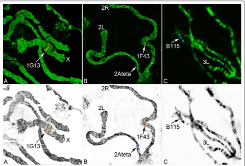 Figure 1 FISH of microsatellites performed on the(B), and B115 (C) with polytene chromosomes are shown