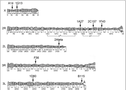 Table 2 Location of the An. nili microsatellite markers on polytene chromosomes. 