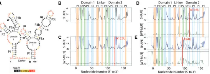 Figure 1A illustrates the published secondary structure of the apo Glycine riboswitch based on multiple probing experiments,  phylogen-etic analysis and partial crystal structures (Butler et al., 2011;