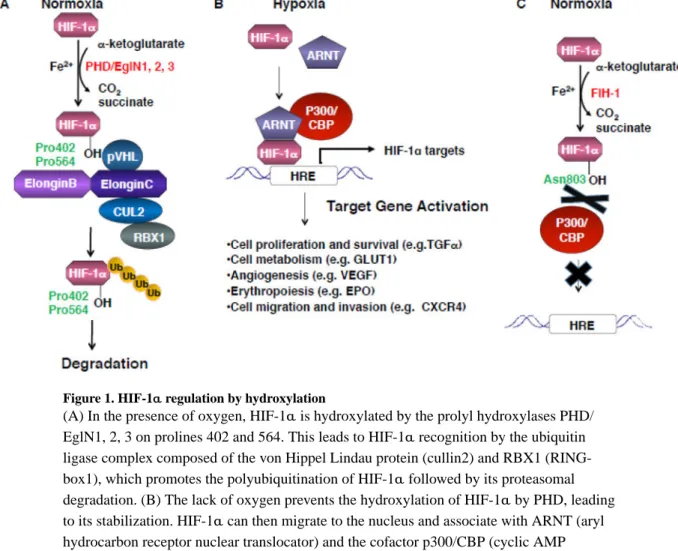 Figure 1. HIF-1α regulation by hydroxylation
