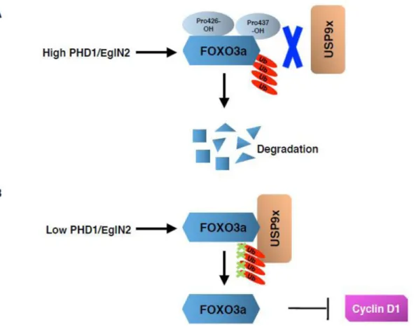 Figure 2. FOXO3a regulation by hydroxylation