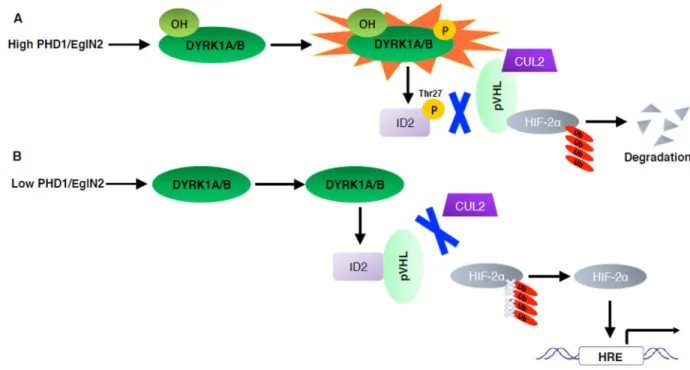 Figure 3. DYRK1A/B regulation by hydroxylation