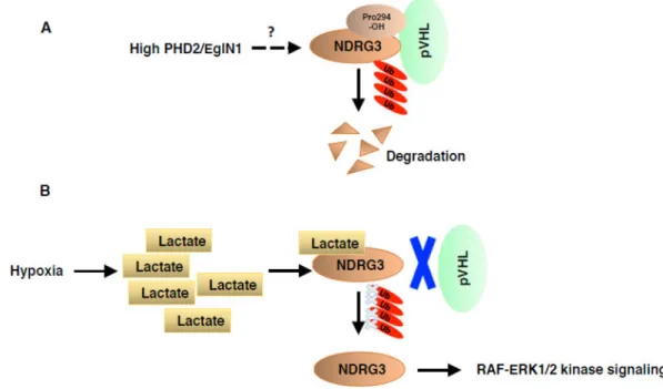Figure 4. NDRG3 regulation by hydroxylation