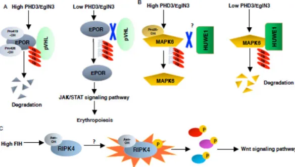 Figure 6. EPOR, MAPK6 and RIPK4 regulation by hydroxylation