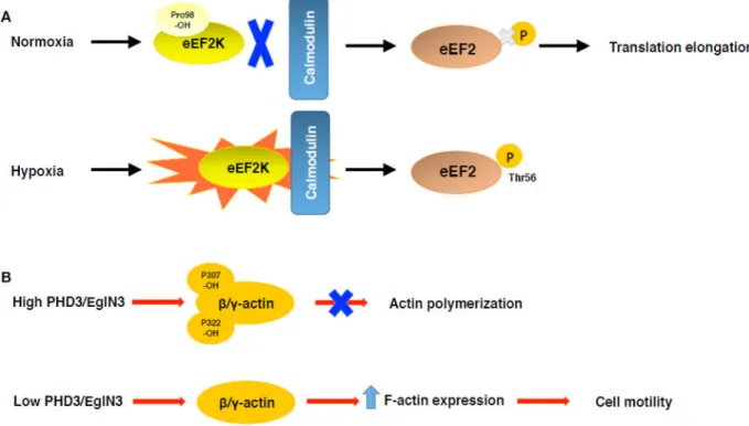 Figure 7. eEF2K, β and γ-actin regulation by hydroxylation