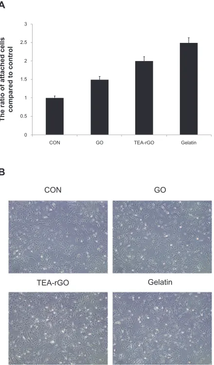 Figure 11 Effect of GO and TEA-rGO on attachment of PMEFs cells.Notes: (A) The cells were grown in coated dishes for 24 hours