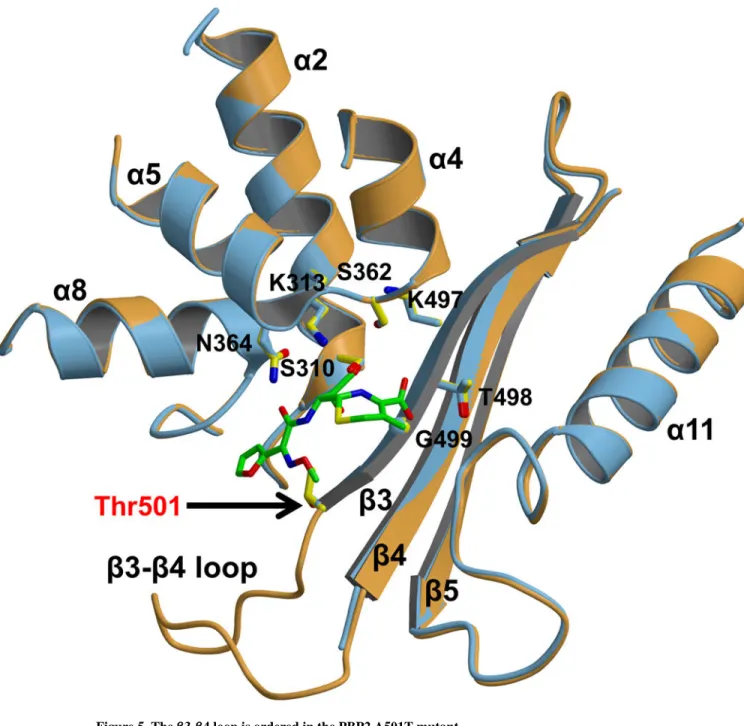 Figure 5. The β3-β4 loop is ordered in the PBP2 A501T mutant