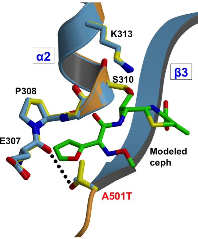 Figure 6. Close-up view of the PBP2 region near the A501T mutation