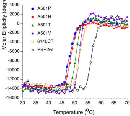 Figure 7. Melting temperatures of PBP2, PBP2-6140CT, and PBP2-6140CT-A501 mutants The increase in molar ellipticity at 208 nm of the indicated PBP variants was quantified at  different temperatures by circular dichroism.