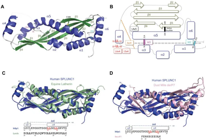 Figure 1. Structural Features of Human SPLUNC1