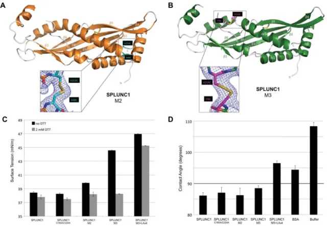 Figure 3. Designed SPLUNC1 Disulfide Mutants