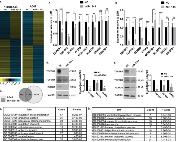 Figure 3. The impact of miR-1343 on gene expression in 16HBE14o- and A549 cells; RNA-seq  identifies multiple pathways relevant to airway disease and fibrosis