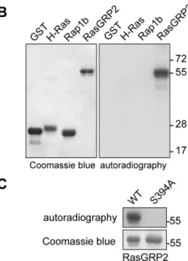 Fig. 1. ERK2 phosphorylates RasGRP2 at Ser394 in vitro