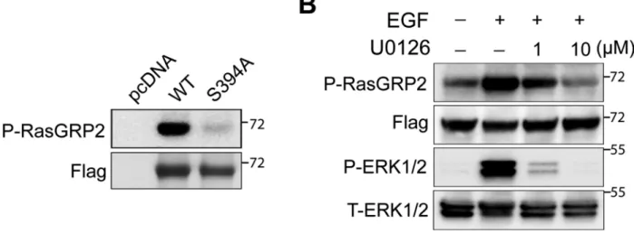Fig. 2. RasGRP2 is phosphorylated in response to EGF stimulation in HEK293T cells (A) RasGRP2 is basally phosphorylated at Ser394 in HEK293T cells