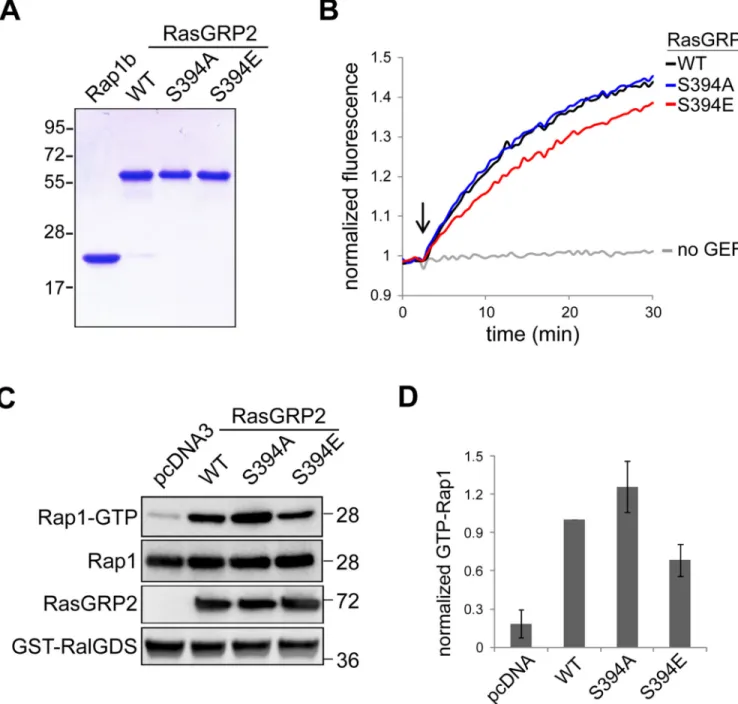 Fig. 3. Phosphorylation of RasGRP2 impairs its nucleotide exchange activity