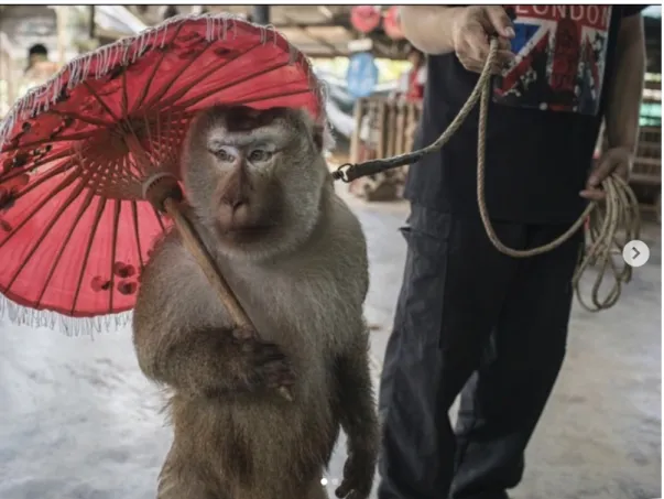 Fig. 5. Kirsten Luce, A macaque pauses during a performance at Monkey School, Chang  Mai, 2019, photograph