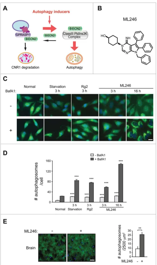 Figure 3. Identi ﬁcation of novel brain-penetrable autophagy-inducing compounds. (A) Competitive recruiting model of BECN2 by the 2 lysosomal degradation pathways: