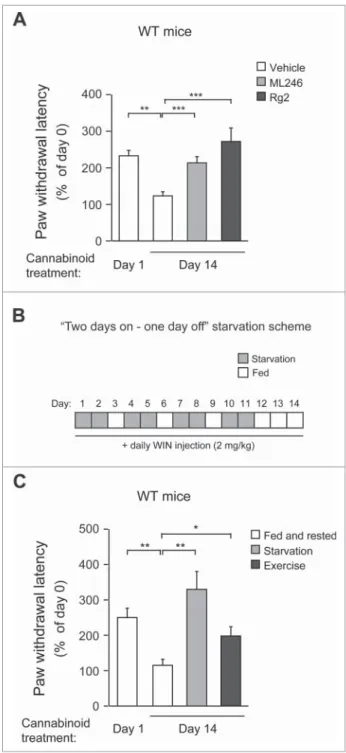 Figure 5. Autophagy activation either pharmacologically or physiologically pre- pre-vents WT mice from developing behavioral tolerance to repeated cannabinoid  dos-age