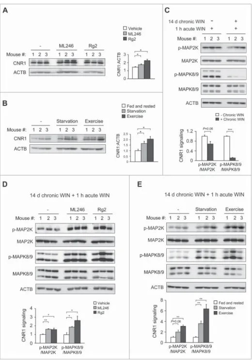 Figure 6. Autophagy activation prevents chronic cannabinoid-induced CNR1 reduction and dysfunction in the brain