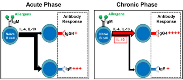 Figure 1. IgE to IgG4 shift during acute-to-chronic transition of immune response to  environmental antigens or allergens