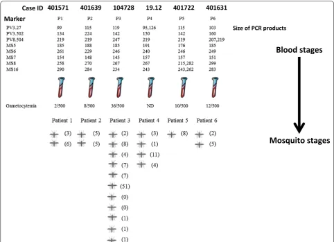 Table 2 Genetic diversity of P. vivax in patient blood samples (P) and oocysts (O) for six selected cases