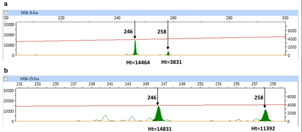 Fig. 3 Defining minor alleles—an example. a Genescan trace for the PCR product derived from the blood sample for patient 401722, at the MS6 locus