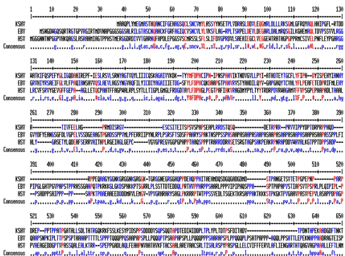 Figure 1. Sequence analysis predicts a deubiquitinase in KSHV Orf64. Clustal W  alignment of the amino terminal 500 amino acid residues of KSHV Orf64 and homologs  from EBV (Orf BPLF1) and HSV-1 (UL36) reveal key conserved amino acids shown in red