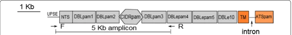 Fig. 1 Schematic representation of the locus encoding VAR2CSA. Target-specific primers are shown, with the arrows indicate forward (F) and reverse (R) primers targets
