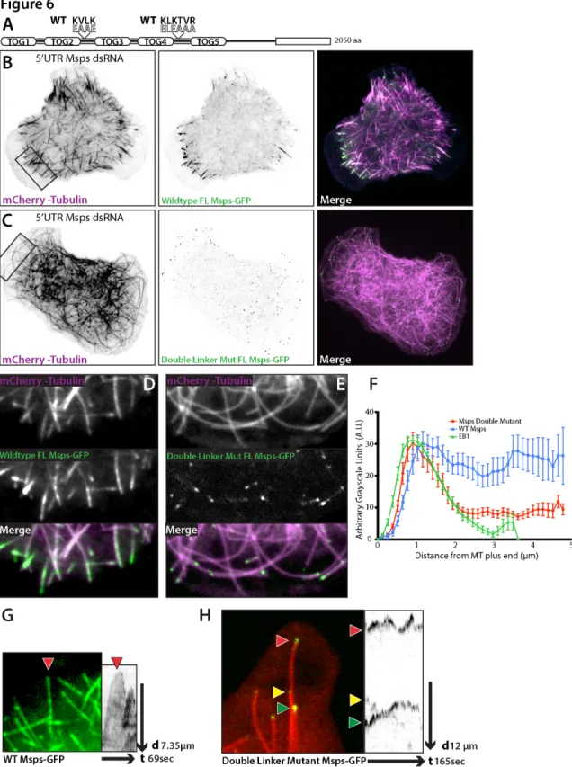 Figure 3-6. Mutation to the linker regions of Msps abrogates interaction  with the lattice of peripheral microtubules