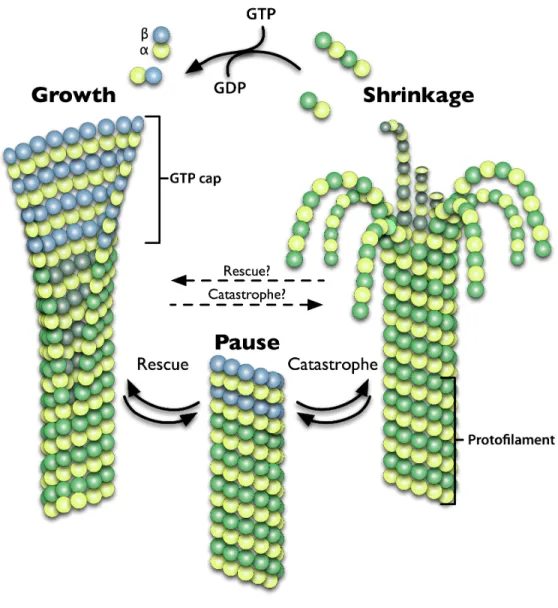 Figure 1. Microtubules Are A Dynamic Polymer Network. 