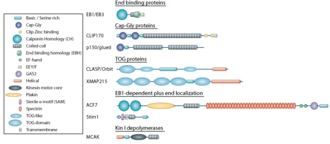 Figure 2. +TIP Families and Their Domain Structure.  