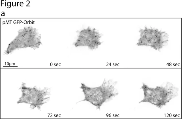 Figure 2-2. Dynamic protein localization within a migrating D17 cell. 